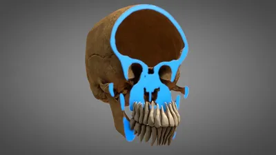 Perfect Human Skull IN and OUTSIDE 3D Model $49 - .c4d .obj - Free3D