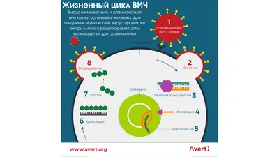 Как ВИЧ-инфекция стала мировой эпидемией