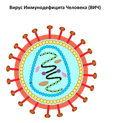 Неделя сохранения иммунной системы - СПИД центр