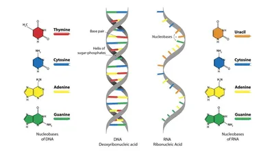 Porter's Five Forces (2024): The Definitive Overview (+ Examples)