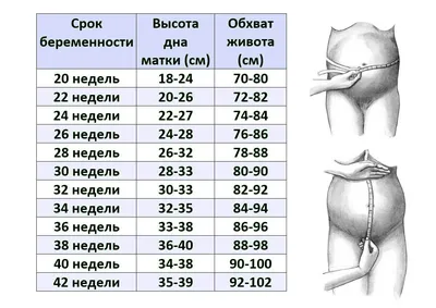 Размер живота во время беременности | Буду лучшей мамой с ФЭСТ | Дзен