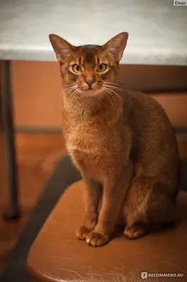 Абиссинская кошка (35 фото) | Abyssinian cats, Cute cats, Beautiful cats