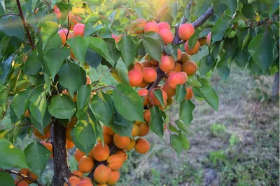 Абрикос Красень Киева купить саженцы, описание сорта