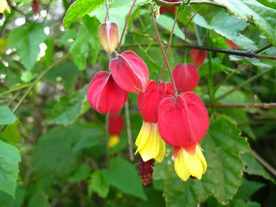 Абутилон (Abutilon) - Комнатные растения Буква «А» - цветочный портал Ваш  Сад!