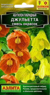 Каталог Абутилон гибридный (Abutilon hybridum) Bellvue Mixed, 10 семян от  интернет магазина Росток-Торф - rostok-torf.ru