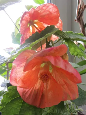 Abutilon: Cross-pollination, breeding, propagation: May 2015