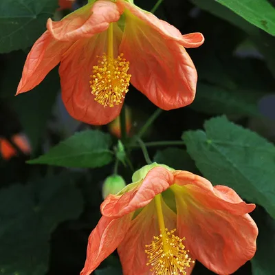 Abutilon.ru - Абутилон 'Киш-Миш', селекция Алины Шитовой @abutilonier.alina  #абутилон #цветы #комнатныйклен #комнатныерастения #комнатныецветы  #цветыдома #цветок #канатник #мальва #flowers #abutilon #houseplant  #malvaceae #garden #klockmalva ...