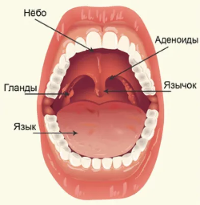 Что такое аденоиды!? — Клиника Современных Медицинских Технологий