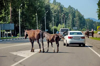 Карта Адыгеи с городами на спутниковой карте онлайн