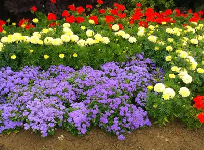 Саженцы Агератум мексиканский \"Ageratum\" из питомника растений Гринстрана  купить по цене от 0 рублей | Описание, фото, доставка, консультация —  Гринстрана.ру