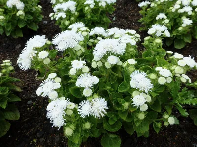 Агератум мексиканский (Ageratum houstonianum) \"Aloha F1\" (white) (ячейка  84) | Сибирские газоны - Сибирские газоны