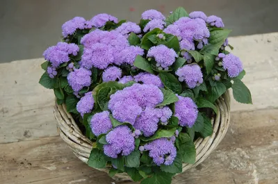 Агератум мексиканский (Ageratum houstonianum)