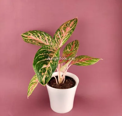 Аглаонема (Aglaonema Red Peacock) — купить в интернет-магазине Ангелок