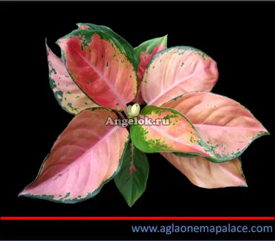 Аглаонема (Aglaonema Rattana Rungreong) — купить в интернет-магазине Ангелок