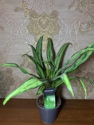 Аглаонема Кутласс (Aglaonema Cutlass) (ID#1858241829), цена: 497 ₴, купить  на Prom.ua