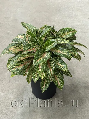 Аглаонема Пинкат (Aglaonema Pincat)