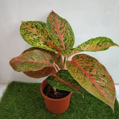 Аглаонема Aglaonema - фотокаталог для заказа | EXOTIC PLANT Редкие  коллекционные растения