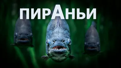 Агрессивные женщины: с чего начинается зло: читать на Golos.ua