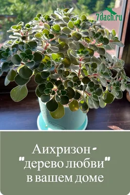 Аихризон- дерево любви и счастья , цена 7 р. купить в Гомеле на Куфаре -  Объявление №216404470