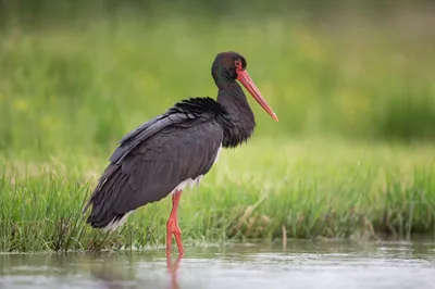 Дальневосточный аист Ciconia boyciana | Красная книга России.