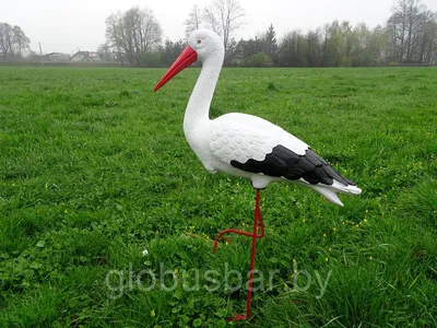 Черный аист (Ciconia nigra)