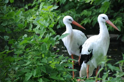 Белый аист (Красная Книга Казахстана) · iNaturalist