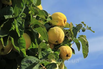 Айва и ее косметические свойства