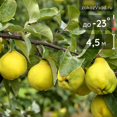 Айва яблоковидная Золотистая - купить плодовые деревья с доставкой по  Украине в магазине Добродар