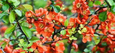 Айва японская, Chaenomeles japonica