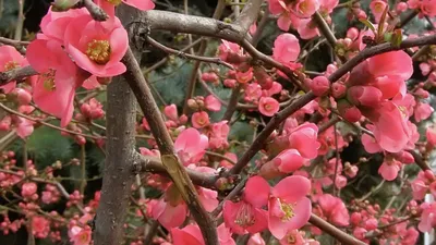 Айва японская низкая Хеномелес Маулея Chaenomeles 'Japonica maulei' -  купить саженцы в Минске и Беларуси