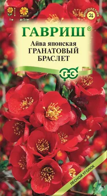 ❀ Как вырастить айву японскую в саду | GreenMarket