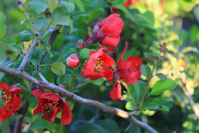 ☆Айва Японская☆ (Chaenomeles japonica), купить в Екатеринбурге