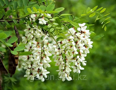 Акация белая – дерево и древесина – Robinia pseudoacacia