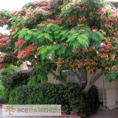 Акация белая – дерево и древесина – Robinia pseudoacacia