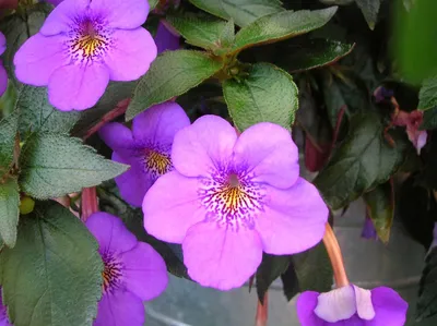 Комнатный цветок Ахименес (Achimenes): уход, фото, виды | Сад и огород /  1ogorod.ru | Дзен