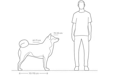 Акита Inu стоковое фото. изображение насчитывающей отважно - 37446418