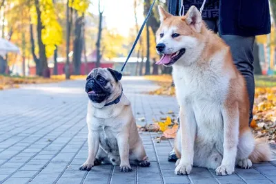 Акита Inu стоковое фото. изображение насчитывающей скручиваемость - 35375070