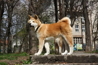 Акита-ину Породистый Щенок Собака На Белом Фоне. Сиба-ину Фотография,  картинки, изображения и сток-фотография без роялти. Image 63374130