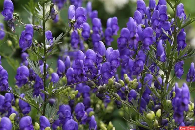 Аконит клубочковый (борец) (Aconitum napellus)