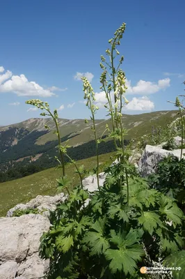 Растения Крыма::Аконит