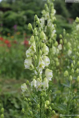 Аконит клобучковый,Борец ( Aconitum napellus) - «Ядовитый и красивый. Аконит.  Антология советского садоводства. » | отзывы