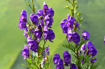 Купить Аконит клобучковый (цветы синие) (Aconitum napellus) от 299 руб. в  интернет-магазине Архиленд с доставкой почтой по Москве и в регионы