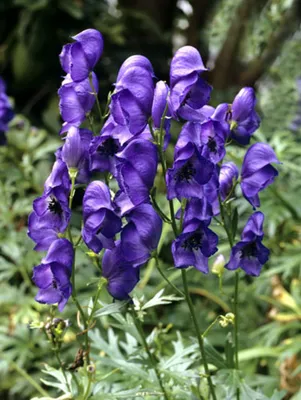 Аконит синий (Aconitum caeruleum) - купить саженцы в Минске и Беларуси