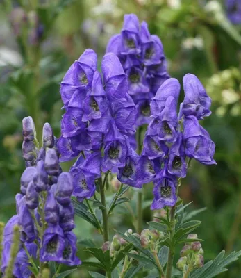 Аконит Кармихеля Aconitum carmichaelii - купить сорт в питомнике, саженцы в  Санкт-Петербурге