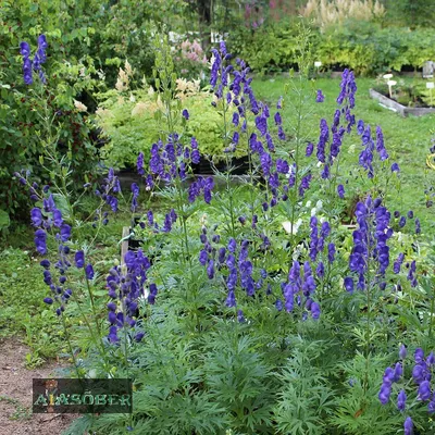 Аконит клубочковый (борец) (Aconitum napellus)