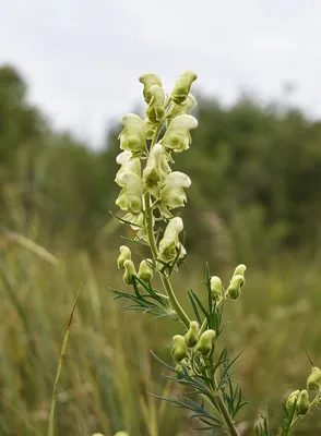 Аконит клобучковый белый (Aconitum napellus) | ПИТОМНИК РАСТЕНИЙ  СЕРЕБРЯКОВЫХ