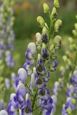 Аконит Bicolor Aconitum cammarum Bicolor - купить сорт в питомнике, саженцы  в Санкт-Петербурге