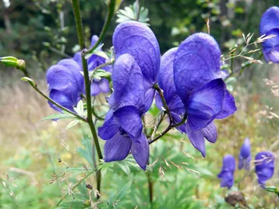 Аконит каммарум биколор (Aconitum x cammarum) - «неприхотливый красивый  многолетник» | отзывы