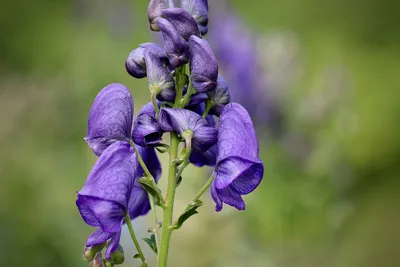 Аконит Кармихеля Aconitum carmichaelii - купить сорт в питомнике, саженцы в  Санкт-Петербурге