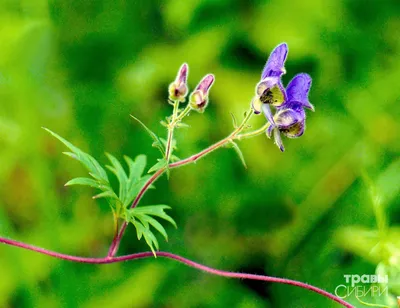 Аконит клобучковый \"Aconitum\" купить по цене 850 рублей от питомника  саженцев и растений Центросад | Фото и консультация по уходу